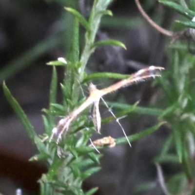 Stangeia xerodes (A plume moth) at Majura, ACT - 1 Feb 2019 by jb2602