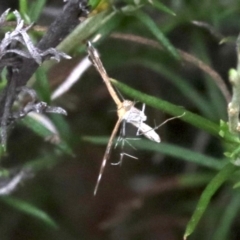 Stangeia xerodes at Majura, ACT - 1 Feb 2019 04:16 PM