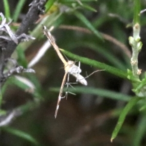 Stangeia xerodes at Majura, ACT - 1 Feb 2019