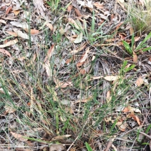 Tricoryne elatior at Yarralumla, ACT - 1 Feb 2019