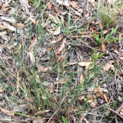 Tricoryne elatior at Yarralumla, ACT - 1 Feb 2019