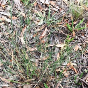 Tricoryne elatior at Yarralumla, ACT - 1 Feb 2019 10:00 AM