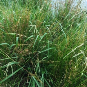 Paspalum dilatatum at Yarralumla, ACT - 1 Feb 2019