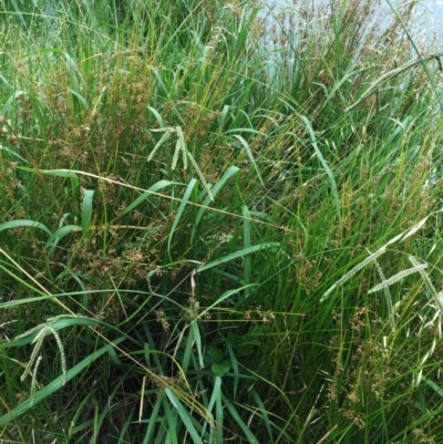 Paspalum dilatatum (Paspalum) at Lake Burley Griffin West - 31 Jan 2019 by ruthkerruish