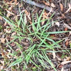 Paspalum dilatatum (Paspalum) at Yarralumla, ACT - 31 Jan 2019 by ruthkerruish