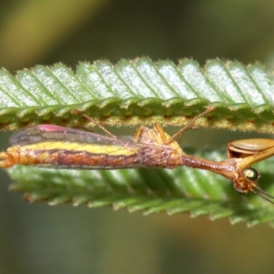 Mantispidae (family) (Unidentified mantisfly) at Mount Ainslie - 1 Feb 2019 by jb2602