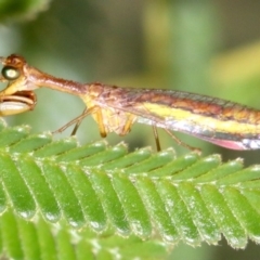 Mantispidae (family) at Majura, ACT - 1 Feb 2019 04:54 PM