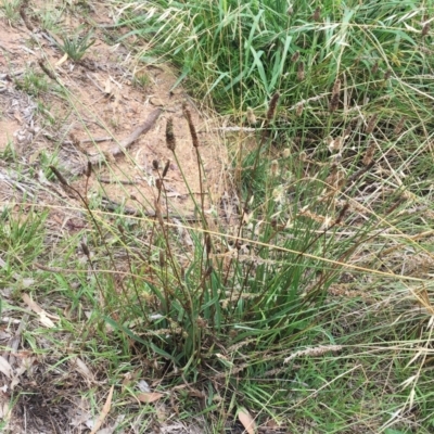 Plantago lanceolata (Ribwort Plantain, Lamb's Tongues) at Yarralumla, ACT - 1 Feb 2019 by ruthkerruish