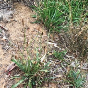 Plantago lanceolata at Yarralumla, ACT - 1 Feb 2019