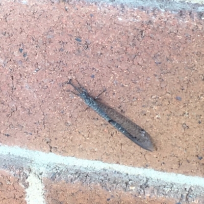 Myrmeleontidae (family) (Unidentified Antlion Lacewing) at Paddys River, ACT - 5 Feb 2019 by davobj