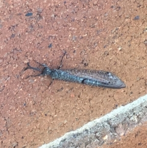 Myrmeleontidae (family) at Paddys River, ACT - 5 Feb 2019 01:26 PM