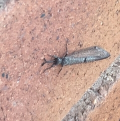 Myrmeleontidae (family) at Paddys River, ACT - 5 Feb 2019 01:26 PM