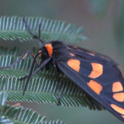 Amata (genus) (Handmaiden Moth) at Mount Ainslie - 2 Feb 2019 by jbromilow50