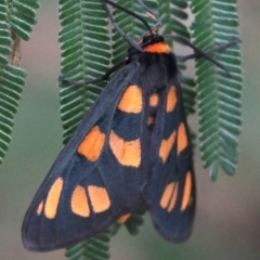 Amata (genus) at Ainslie, ACT - 2 Feb 2019 11:55 AM