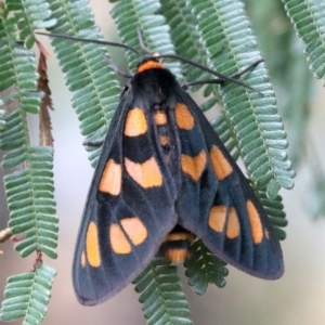 Amata (genus) at Ainslie, ACT - 2 Feb 2019 11:55 AM