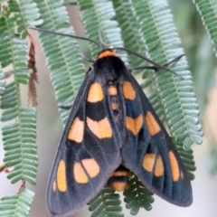 Amata (genus) at Ainslie, ACT - 2 Feb 2019 11:55 AM