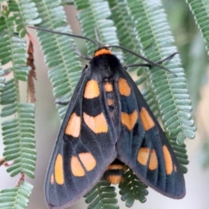 Amata (genus) at Ainslie, ACT - 2 Feb 2019 11:55 AM