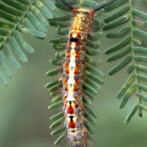 Acyphas semiochrea at Ainslie, ACT - 2 Feb 2019 12:13 PM