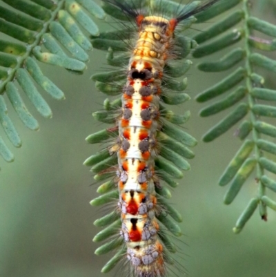 Acyphas semiochrea (Omnivorous Tussock Moth) at Mount Ainslie - 2 Feb 2019 by jb2602