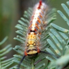 Acyphas semiochrea at Ainslie, ACT - 2 Feb 2019