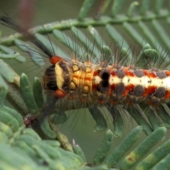 Acyphas semiochrea at Ainslie, ACT - 2 Feb 2019 12:13 PM