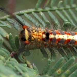 Acyphas semiochrea at Ainslie, ACT - 2 Feb 2019 12:13 PM