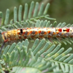 Acyphas semiochrea at Ainslie, ACT - 2 Feb 2019 12:13 PM