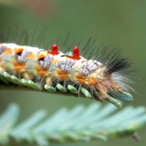 Acyphas semiochrea at Ainslie, ACT - 2 Feb 2019 12:13 PM