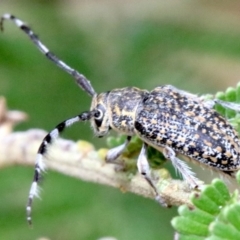 Ancita sp. (genus) (Longicorn or longhorn beetle) at Ainslie, ACT - 2 Feb 2019 by jb2602