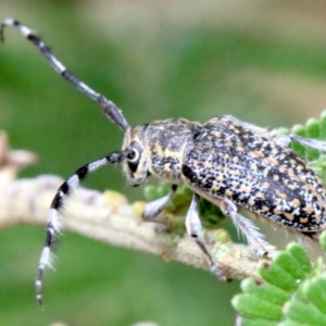 Ancita sp. (genus) at Ainslie, ACT - 2 Feb 2019