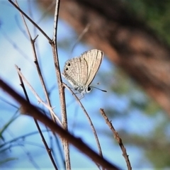 Nacaduba biocellata (Two-spotted Line-Blue) at Coree, ACT - 5 Feb 2019 by JohnBundock