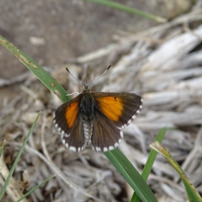 Lucia limbaria (Chequered Copper) at Isaacs, ACT - 5 Feb 2019 by Mike