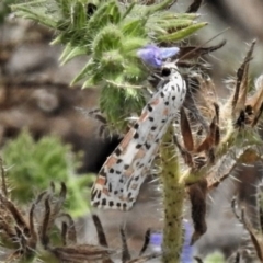 Utetheisa pulchelloides (Heliotrope Moth) at Tuggeranong Hill - 5 Feb 2019 by JohnBundock