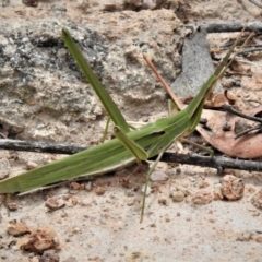 Acrida conica (Giant green slantface) at Theodore, ACT - 5 Feb 2019 by JohnBundock