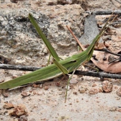 Acrida conica (Giant green slantface) at Tuggeranong Hill - 5 Feb 2019 by JohnBundock