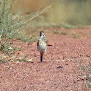 Anthus australis at Via Macgregor, NSW - 4 Feb 2019