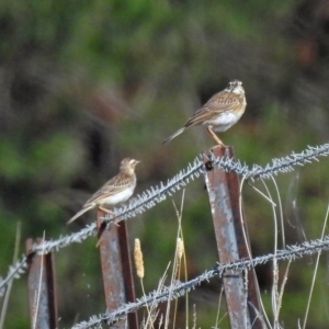 Anthus australis at Via Macgregor, NSW - 4 Feb 2019