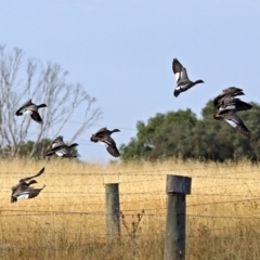 Chenonetta jubata (Australian Wood Duck) at Wallaroo, NSW - 4 Feb 2019 by RodDeb