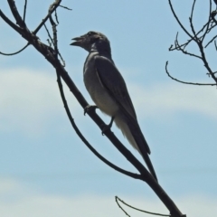 Coracina novaehollandiae (Black-faced Cuckooshrike) at Macgregor, ACT - 4 Feb 2019 by RodDeb