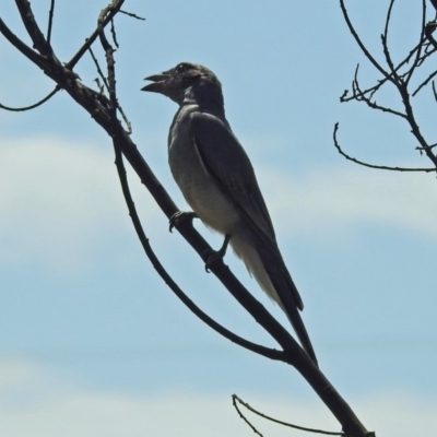 Coracina novaehollandiae (Black-faced Cuckooshrike) at Macgregor, ACT - 3 Feb 2019 by RodDeb