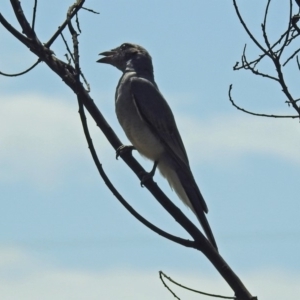 Coracina novaehollandiae at Macgregor, ACT - 4 Feb 2019