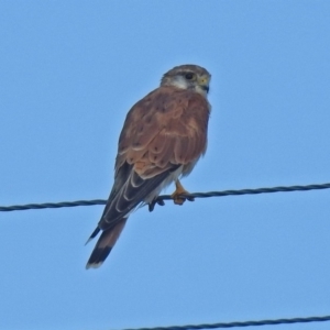 Falco cenchroides at Wallaroo, NSW - 4 Feb 2019