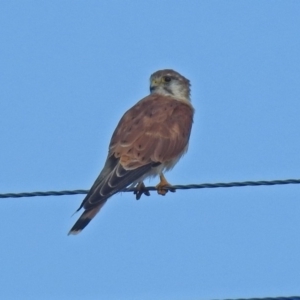 Falco cenchroides at Wallaroo, NSW - 4 Feb 2019