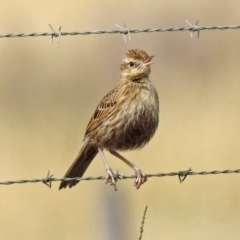 Cincloramphus cruralis (Brown Songlark) at Via Macgregor, NSW - 4 Feb 2019 by RodDeb