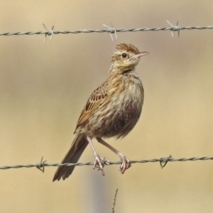 Cincloramphus cruralis at Via Macgregor, NSW - 4 Feb 2019