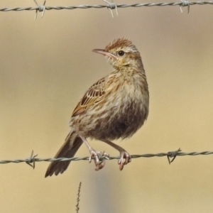 Cincloramphus cruralis at Via Macgregor, NSW - 4 Feb 2019