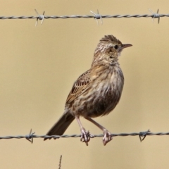 Cincloramphus cruralis at Via Macgregor, NSW - 4 Feb 2019