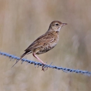 Cincloramphus cruralis at Via Macgregor, NSW - 4 Feb 2019