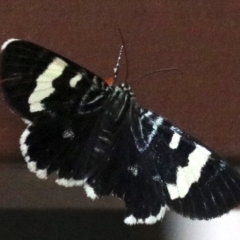 Phalaenoides glycinae (Grapevine Moth) at Ainslie, ACT - 2 Feb 2019 by jb2602