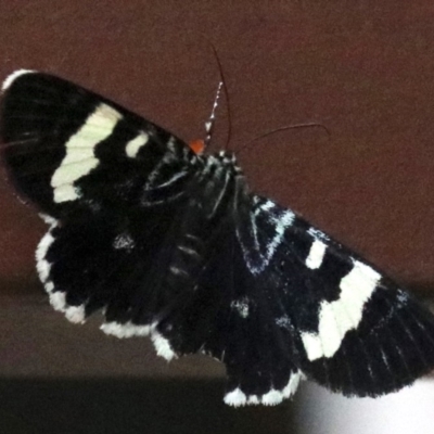 Phalaenoides glycinae (Grapevine Moth) at Ainslie, ACT - 2 Feb 2019 by jbromilow50